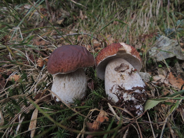 Boletus